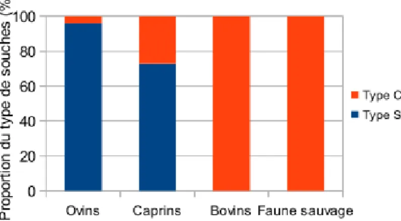 Figure 3 : Type de souches en fonction de l'espèce (d'après Sevilla et al., 2007)