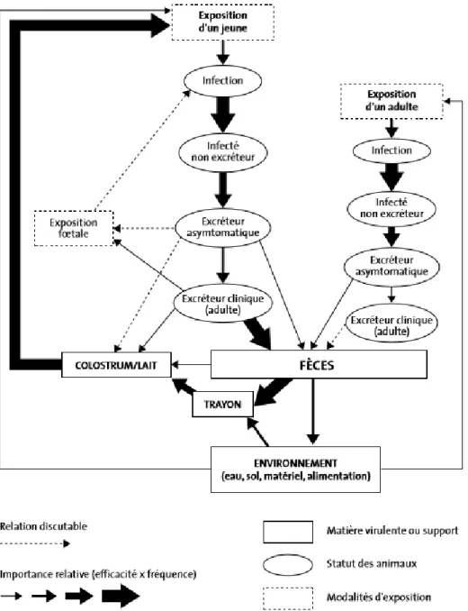 Figure 4 : Modalités de transmission de Map au sein d’un cheptel (d’après rapport afssa sur la paratuberculose  des ruminants, 2009) 
