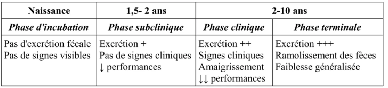 Tableau 1 : Les différentes phases de la paratuberculose (d’après Lafort, 2015) 