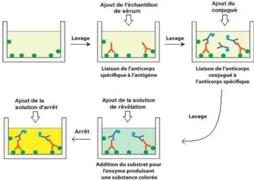 Figure 7 : Etape de révélation stoppée par la solution d'arrêt