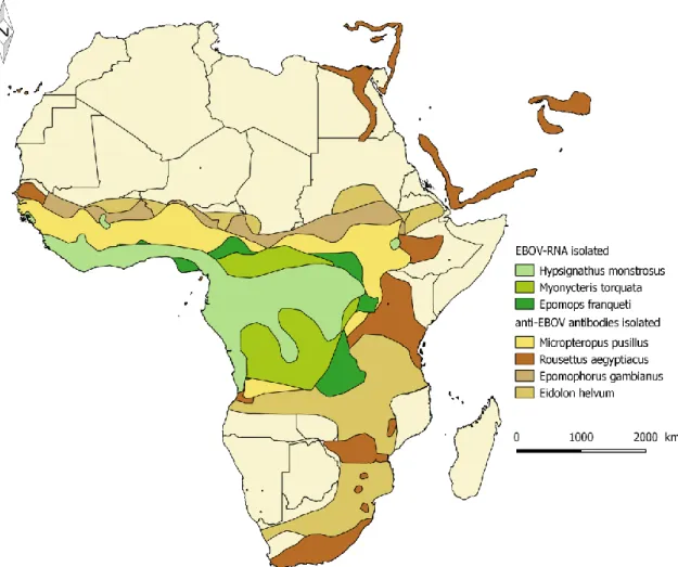 Figure 2. Distribution map of bat species possibly involved in EVD epidemiology - Data from the IUCN  2012