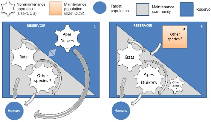 Figure 3. Hypothesis of target-reservoir system in the case of Ebola, adapted from conceptual models  of (Haydon et al., 2002)