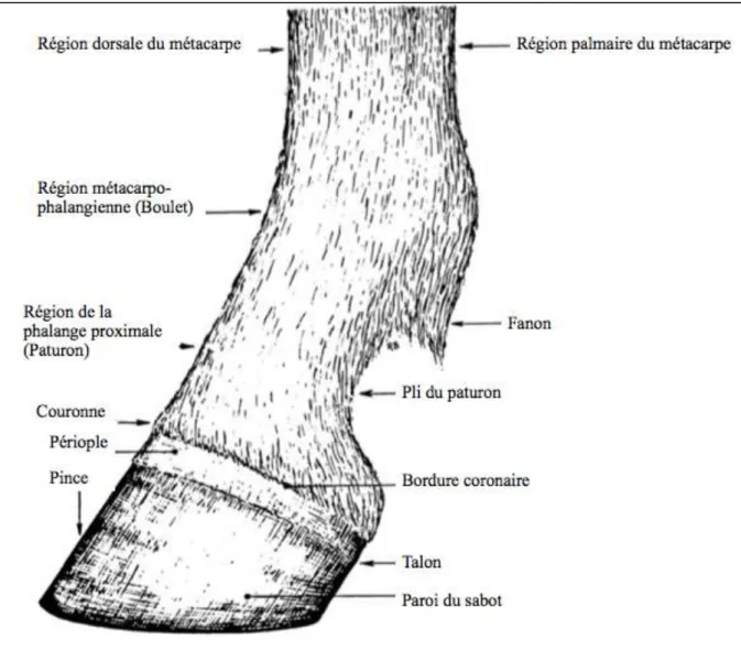 Figure 1 : Vue latérale du doigt du cheval (d’après Barone R.) 