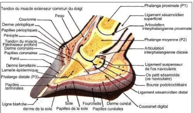 Figure 3 : Schéma d’une coupe transversale du pied (d’après Baup B.) 