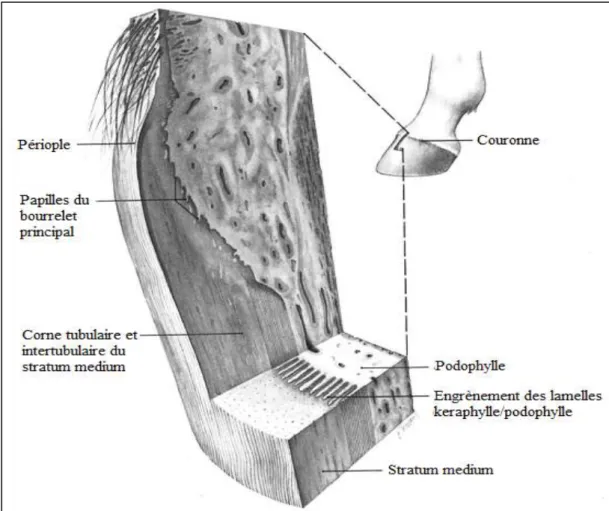 Figure 5 : Vue tridimensionnelle de la paroi et de la couronne (d’après Baxter G.) 