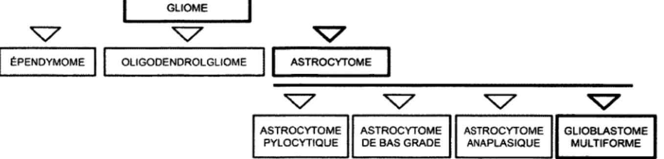 Figure  1  -   Classification  des  gliomes  selon  l’OMS.  Figure  adaptée  de  Kleihues  et  Sobin, 2000