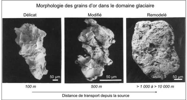Fig. I. Images MEB de grains d'or provenant de till, illustrant la relation entre l'usure des grains et la distance de transport glaciaire 