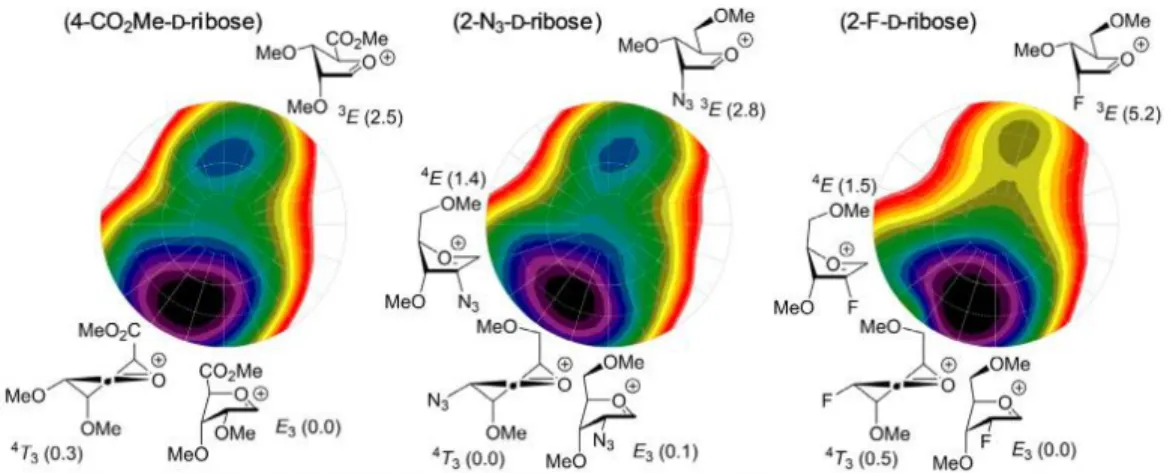 Figure I.15 Carte énergétique de l’oxocarbénium du D-ribose et D-arabinose rapportée par  Codée