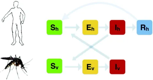 Fig. 5. SEIRS-SEI compartment model for dengue contamination