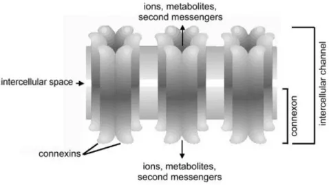 Figure 5 : Jonctions gap (d'après Kidder et Vanderhyden, 2011) 
