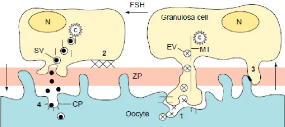 Figure 6 : Modèle schématisant la régulation du relargage de facteurs paracrines à l'interface 