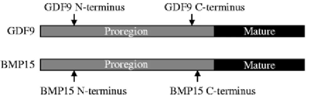 Figure 7 : Structure chimique de GDF-9 et BMP-15                                                                     (D’après McIntosh et al., 2012) 