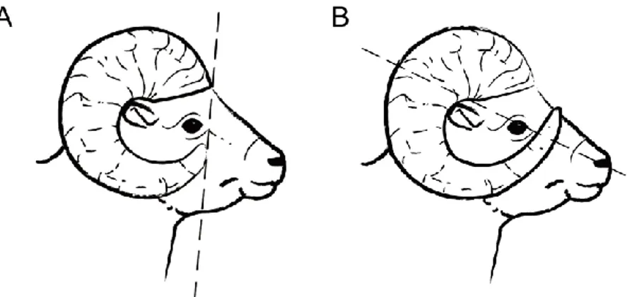 Figure 1.1 Lignes directrices concernant la récolte de mouflons d’Amérique par la chasse  en Alberta, incluant la population de Ram Mountain