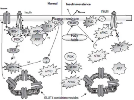Figure  8.  Illustration  d’une  cellule  musculaire  en  santé  (à  gauche)  et  d’une  cellule  musculaire  avec  une  accumulation  de  céramides  et  de  DAG  (à  droite)