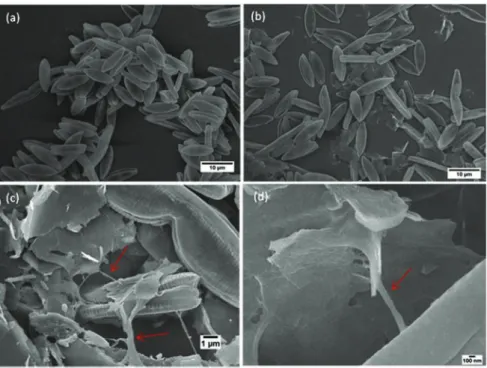 Fig. 10. Scanning electron microscopy images of N. palea at 48 h of growth in control culture (a) and in culture exposed to FLG 50mg (bed)