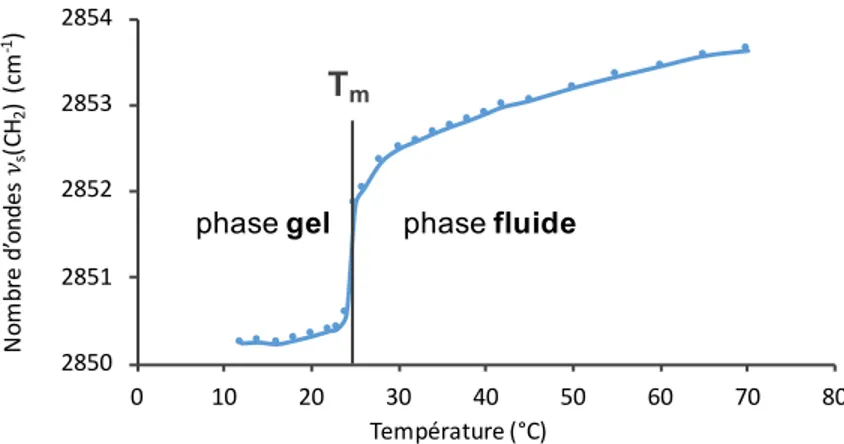 Figure 2.4. Courbe de thermotropisme d’une suspension de membranes modèles DMPC:DMPG (1:1)