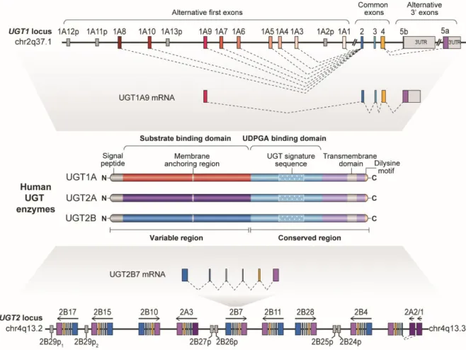 Figure 5. Organisation génique et protéique des UGT.  