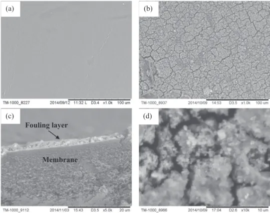 Fig. 10. SEM images of virgin and fouled membrane: (a) Clean membrane surface 1000×; (b) Fouled membrane surface 1000×; (c)Section of fouled membrane 5000×; (d) Fouled membrane surface 10000×.