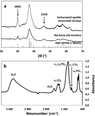 Fig. 1. Characterization of the synthesized carbonated apatite: a) X-ray diffraction pattern of the synthesized apatite compared with rat bone and stoichiometric hydroxyapatite (HAP) reference data, b) FTIR spectrum of the synthesized apatite.
