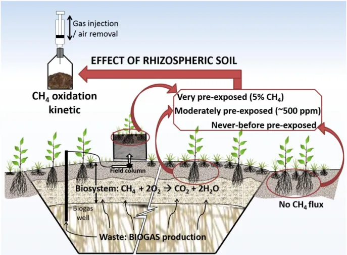 Figure 6-1: Graphical abstract – CH 4  oxidation kinetic of rhizospheric soils 