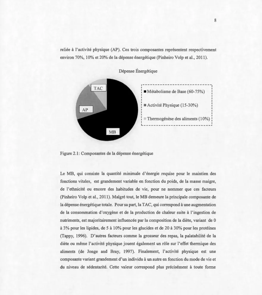 Figure 2.1:  Composantes  de la  dépense énergétique 