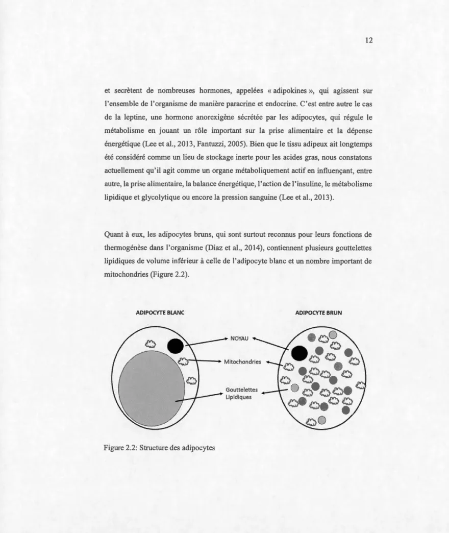Figure  2 . 2:  Structure des  adipocytes 