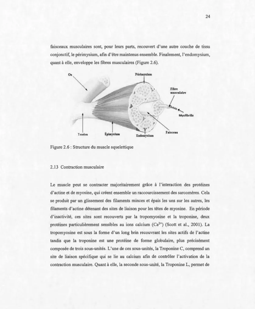 Figure 2 . 6  :  Structure  du  muscle squelettique 