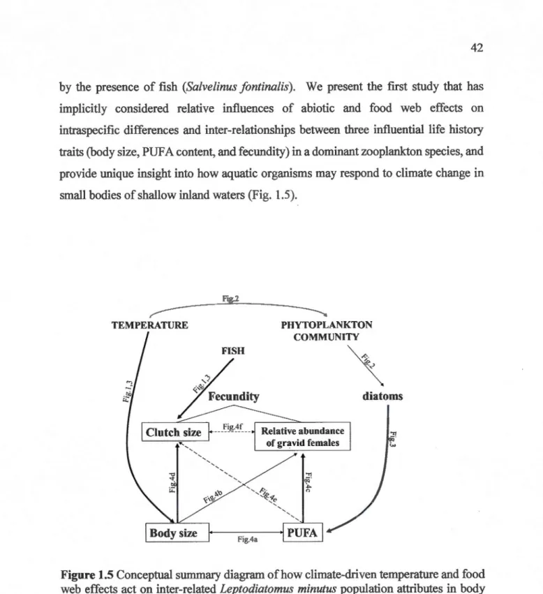 Figure 1.5 Conceptual summary diagram of how climate-driven temperature and food  web  effects act on inter-related Leptodiatomus minutus population attributes  in  body  size,  polyunsaturated  fatty  acids  (PUF As) ,  and  fecundity