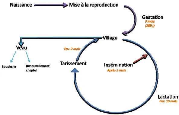 Figure 2: Cycle de vie de la vache laitière