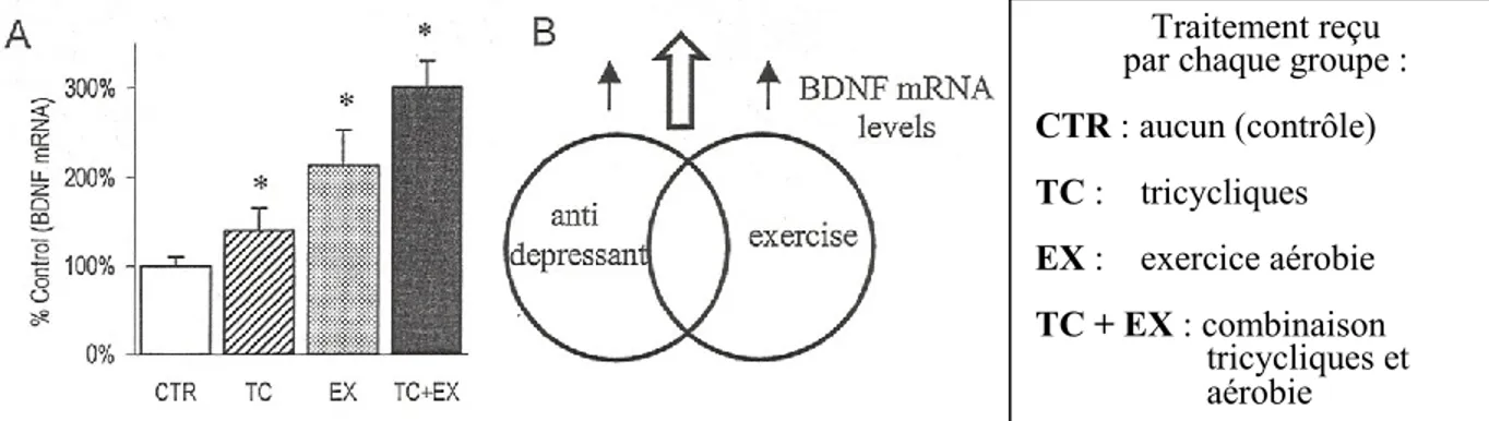 Figure 6     Exercice, antidépresseurs et modulation du BDNF chez le rat  Tiré de Cotman et Engesser-Cesar, 2000