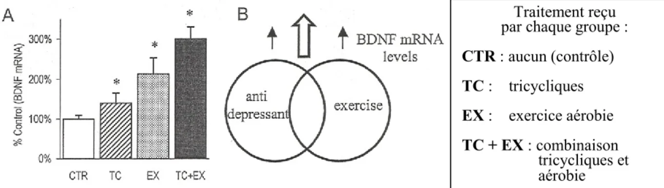 Figure 6     Exercice, antidépresseurs et modulation du BDNF chez le rat  Tiré de Cotman et Engesser-Cesar, 2000