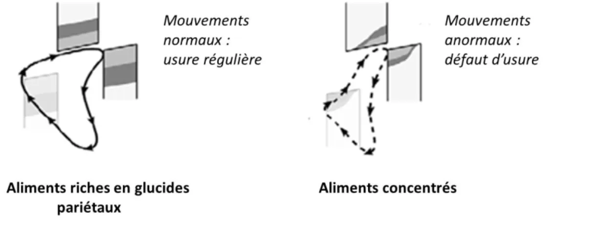 Figure 2 - Modification des mouvements de mastication en fonction du type d'aliment ingéré (d'après [26])