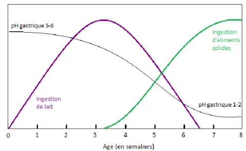 Figure 5 - Relation entre le type d'ingestion du lapereau et son pH gastrique (d’après [91]).