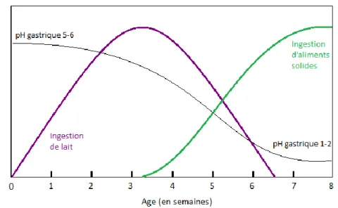 Figure 5 - Relation entre le type d'ingestion du lapereau et son pH gastrique (d’après [91]).