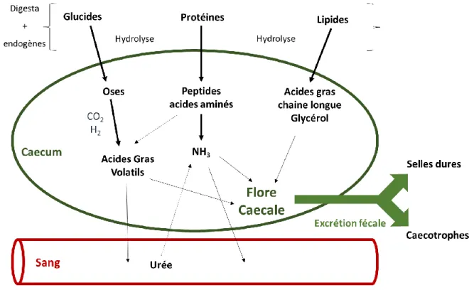 Figure 6 - Métabolisme caecal des principaux nutriments et formation des produits terminaux de la fermentation  (d'après[42])