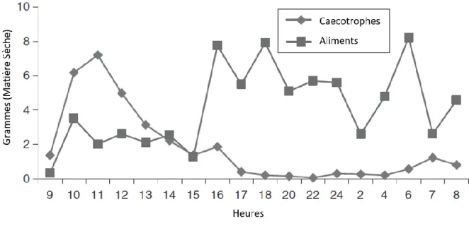 Figure 12 - Répartition de l'excrétion des caecotrophes et de l'ingestion d'aliments chez le lapin nain  (d’après [28])