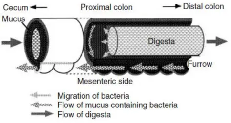 Figure 16 - Mécanisme de séparation colique du cochon d'Inde, le &#34;piège de mucus&#34;[98]