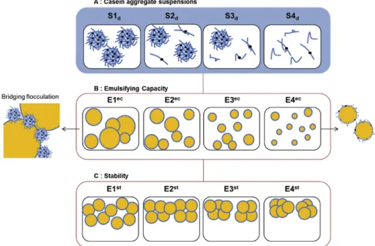 Fig. 8. Diagrams of the CA suspensions (A), the emulsions prepared for determination of the emulsifying capacity (B) and the stabilizing capacity (C) of the casein aggregates.