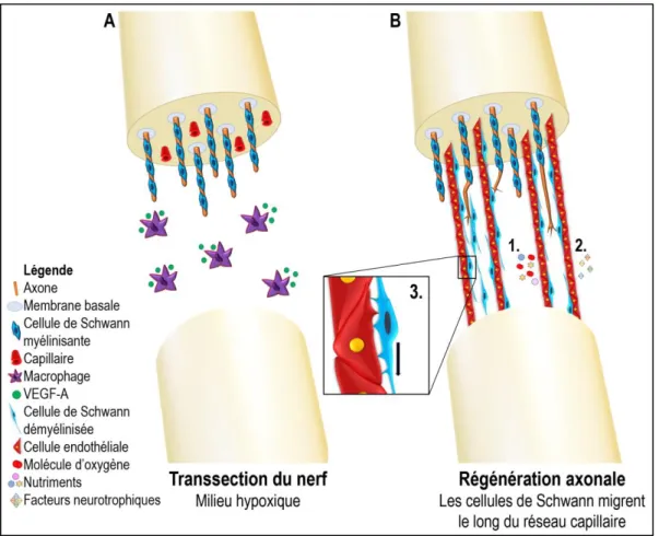 Figure 6: Régénération d’un nerf périphérique.  