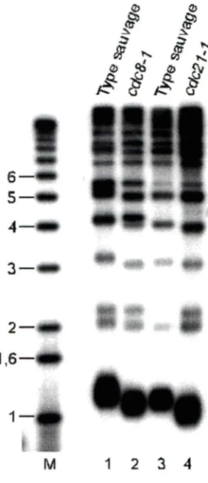 Figure 8: Les mutants cdcB-1  et cdc21·1  ont des télomères courts  à  température  permissive