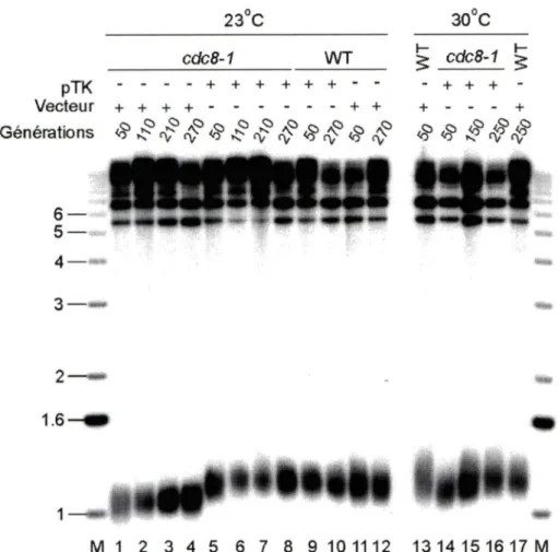 Figure  10:  La  TK du  virus  de  l'herpès complémente  le  défaut télomérique  des cellules avec une mutation cdcB-1