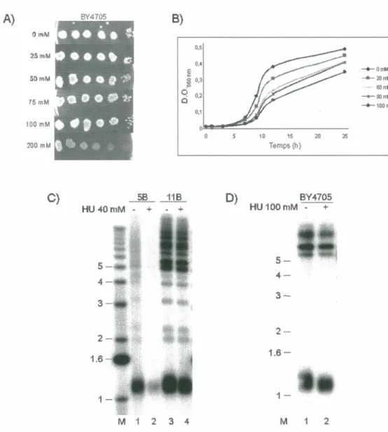 Figure  12:  L'hydroxyurée n'affecte  pas  la  taille des télomères des cellules  de type  sauvage