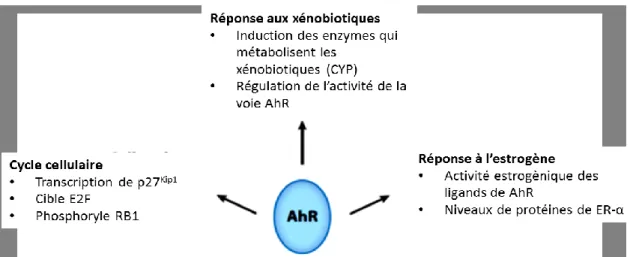 Figure 3: AhR affecte plusieurs voies de signalisation et de réponses selon le contexte