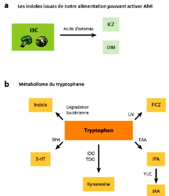 Figure 6: Les différents dérivés de tryptophane activent AhR.   (Modifiée de Stockinger et al