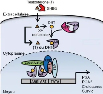 Figure 12: La voie de signalisation cellulaire du récepteur aux androgènes.  