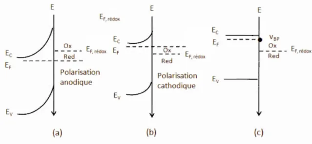 Figure  1.11  Diagramme  énergétique  de  l' interface  sem i-conducteur  de  typen/électrolyte  contenant  le  couple  rédox  Ox/Red  dans  l'obscurité:  (a)  sous  polarisation  anodique ,  (b)  sous  polarisation  cathodique, et ( c)  au  potentiel de b