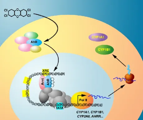 Figure 1.2, Mécanisme d'action d'AhR. (Image dessinée par Benoit Leblanc) 
