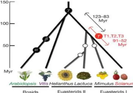 Figure 3. Speciation and polyploidization in eudicot lineages. (From  Tomato_Genome_Consortium, 2012) 