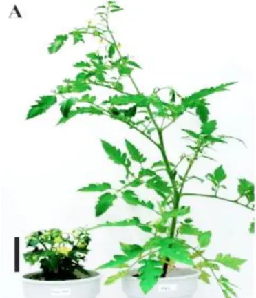 Figure 4. Comparison of growth criteria in Micro-Tom and M82. Appearance of 80- 80-day-old Micro-Tom (left) and M82 (right) plants from a side view