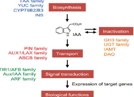 Figure 7. A schematic model of auxin biosynthesis, inactivation, transport, and signal  transduction  in  plants